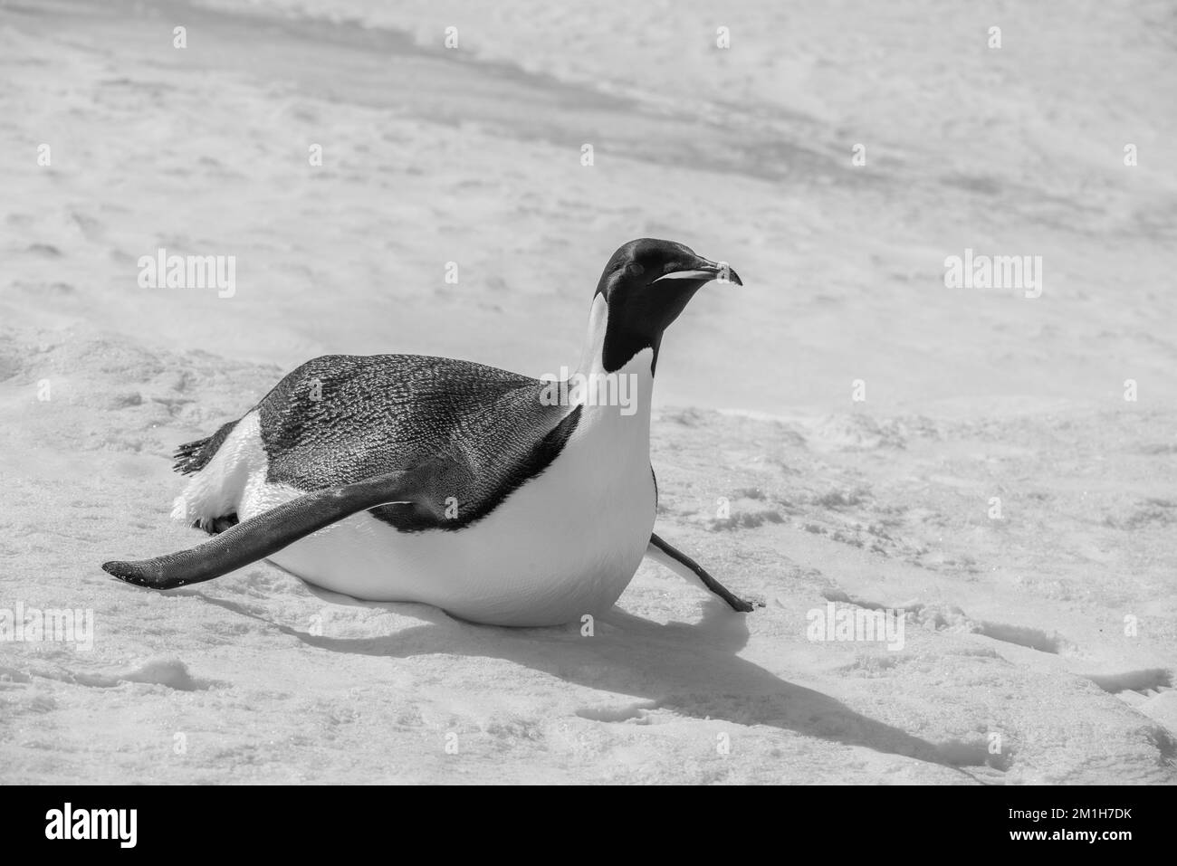 Penguin sliding Black and White Stock Photos & Images - Alamy