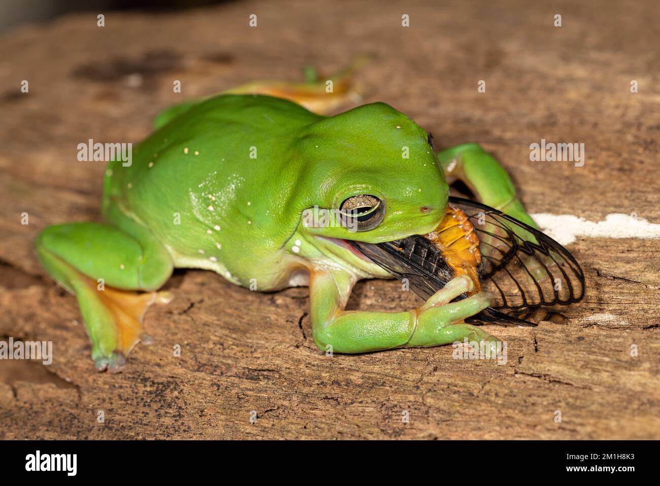 Australian Green Tree Frog feeding on a Cicada Stock Photo Alamy