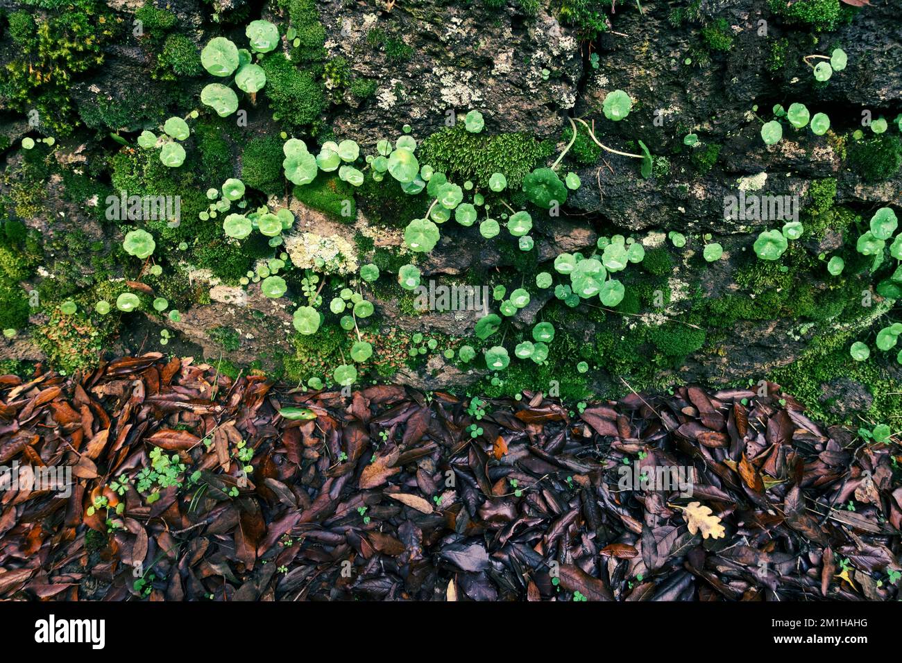 autumnal green leaves and red dry leaves after rain in Sicily, Etna Park, Italy Stock Photo