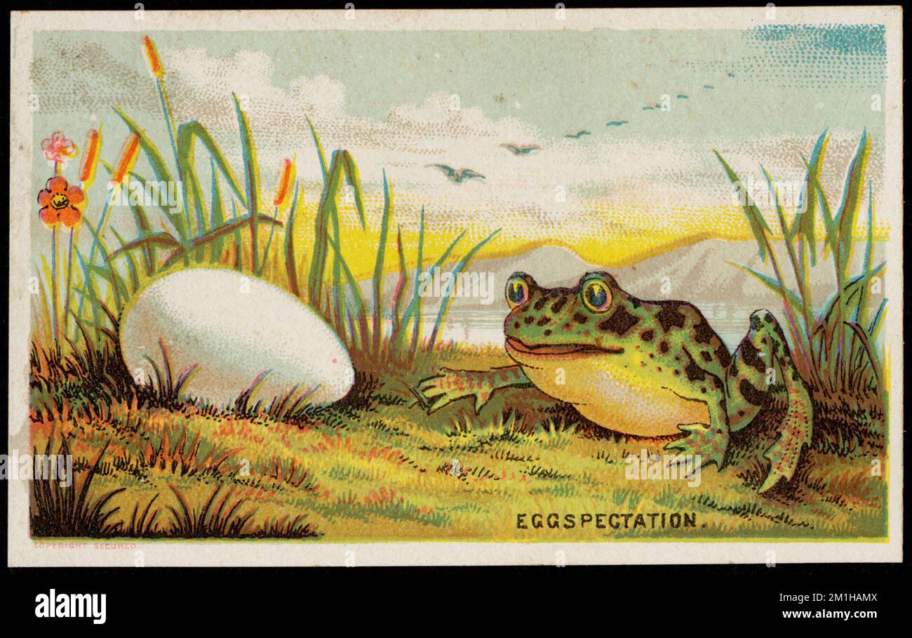 Eggspectation. , Frogs, Eggs, 19th Century American Trade Cards Stock Photo Alamy