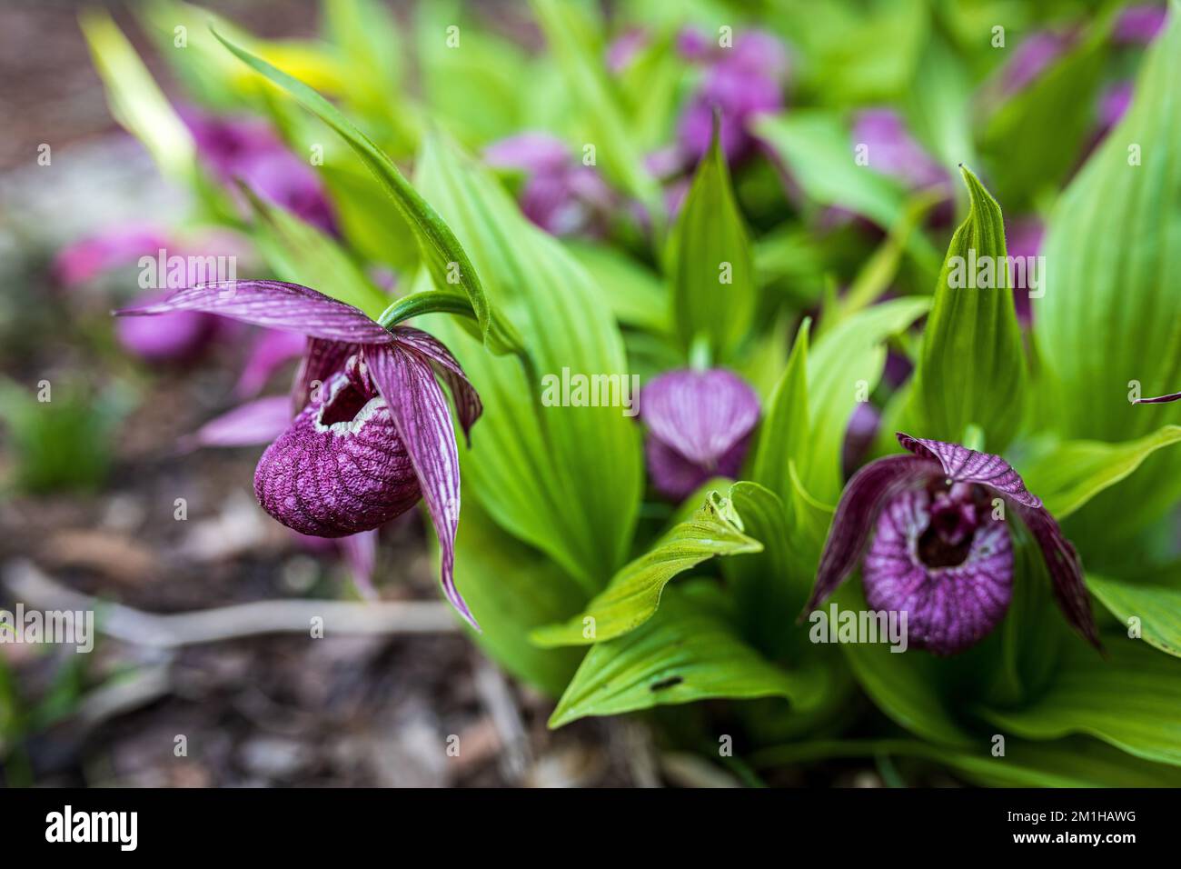 Cypripedium is a genus of 58 species and nothospecies of hardy orchids; it is one of five genera that together compose the subfamily of lady's slipper Stock Photo