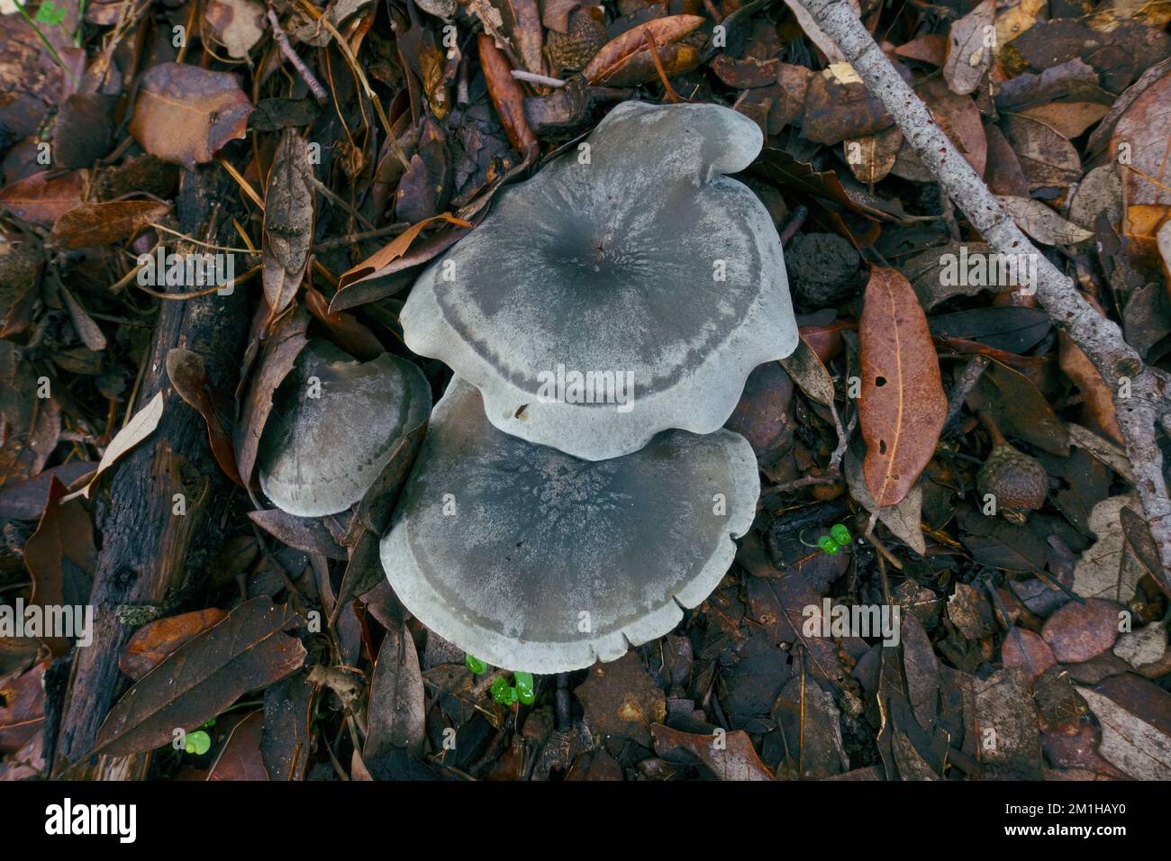 three mushrooms in Sicily, Etna Park, Italy Stock Photo
