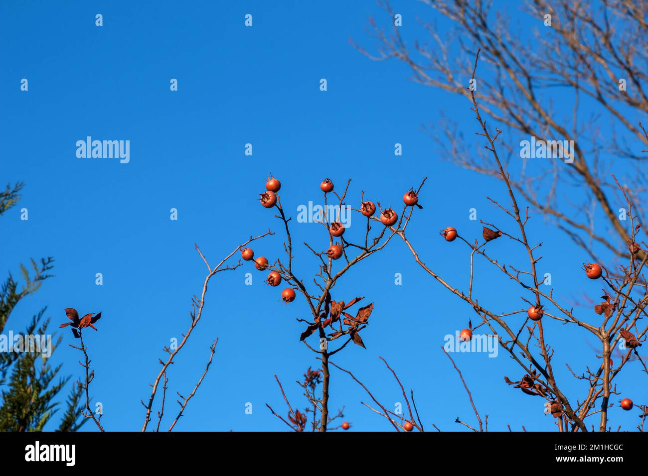 A lot of ripe medlar fruits on tree branches against the blue sky on sunny day. Common Medlar or Mespilus germanica, Dutch medlar. Nature background. Stock Photo