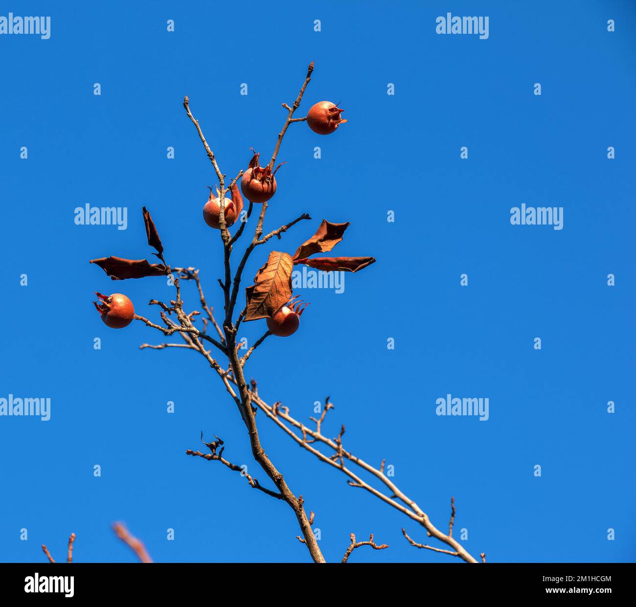 A lot of ripe medlar fruits on tree branches against the blue sky on sunny day. Common Medlar or Mespilus germanica, Dutch medlar. Nature background. Stock Photo