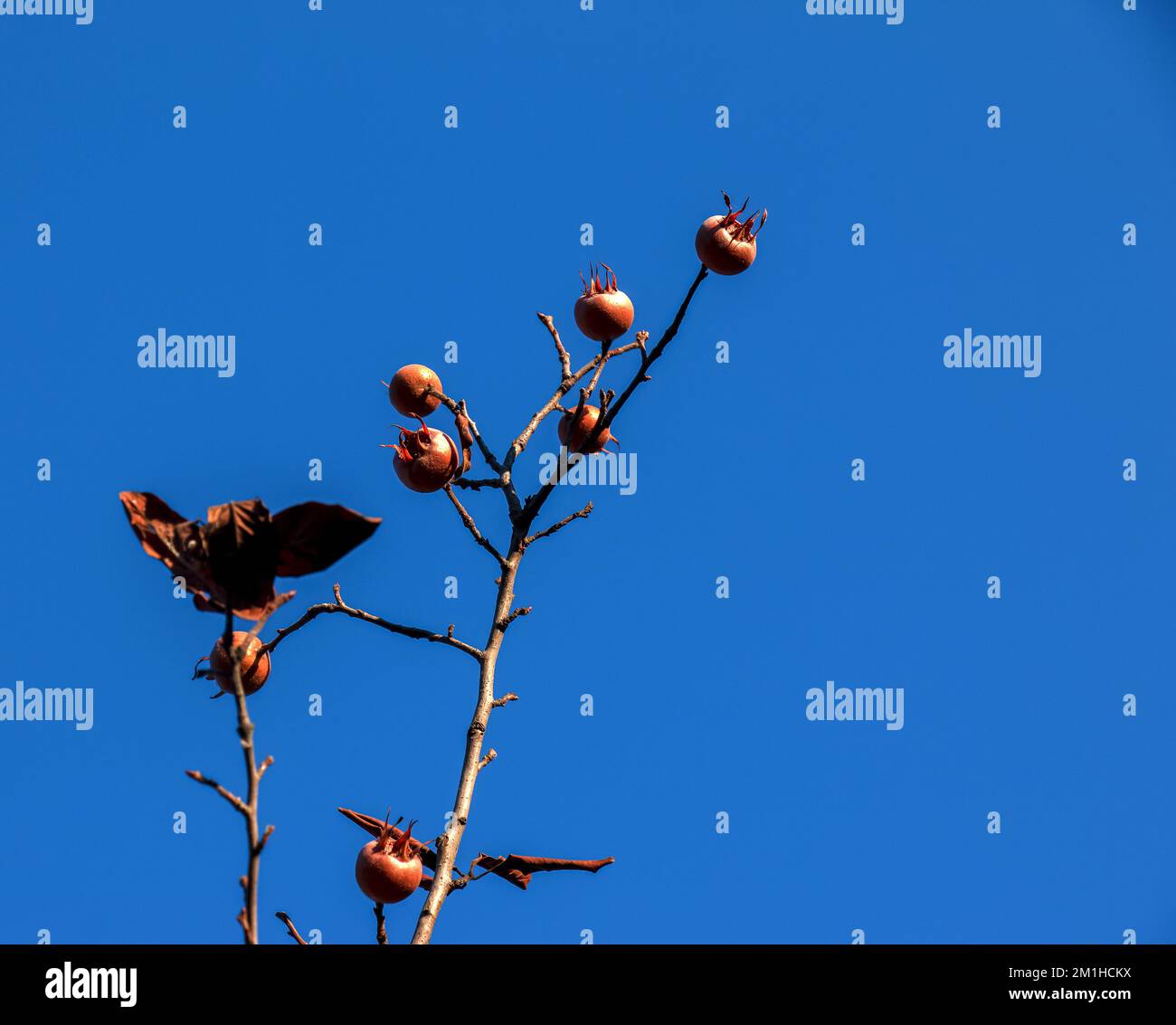 A lot of ripe medlar fruits on tree branches against the blue sky on sunny day. Common Medlar or Mespilus germanica, Dutch medlar. Nature background. Stock Photo