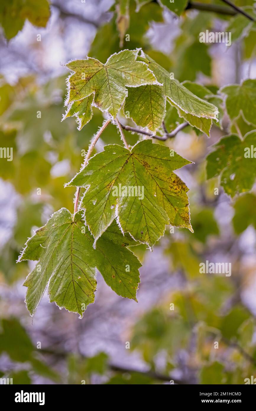 Close up of frosty frozen leaf Stock Photo
