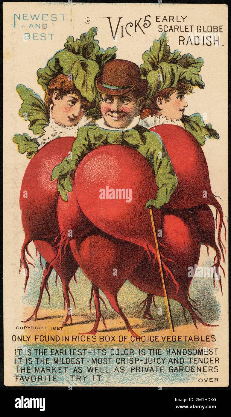 Newest and best. Vick's early scarlet globe radish. Only found in Rices box of choice vegetables. , People, Radishes, Seeds, 19th Century American Trade Cards Stock Photo