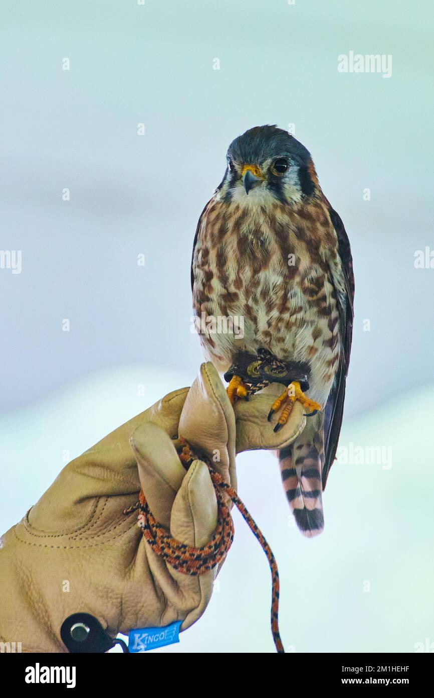 Male Kestrel raptor tamed and on hand of trainer Stock Photo - Alamy