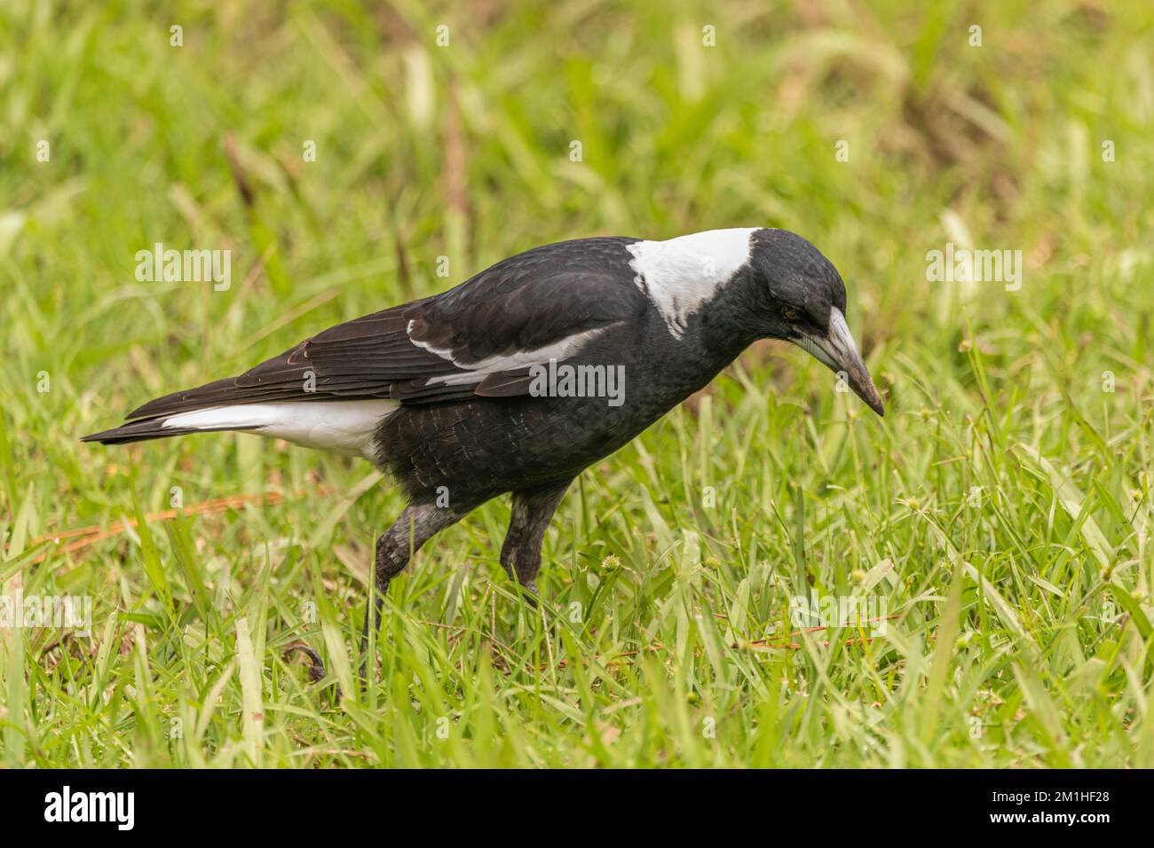 Native Australian magpie (Gymnorhina tibicen) seen on green grass area
