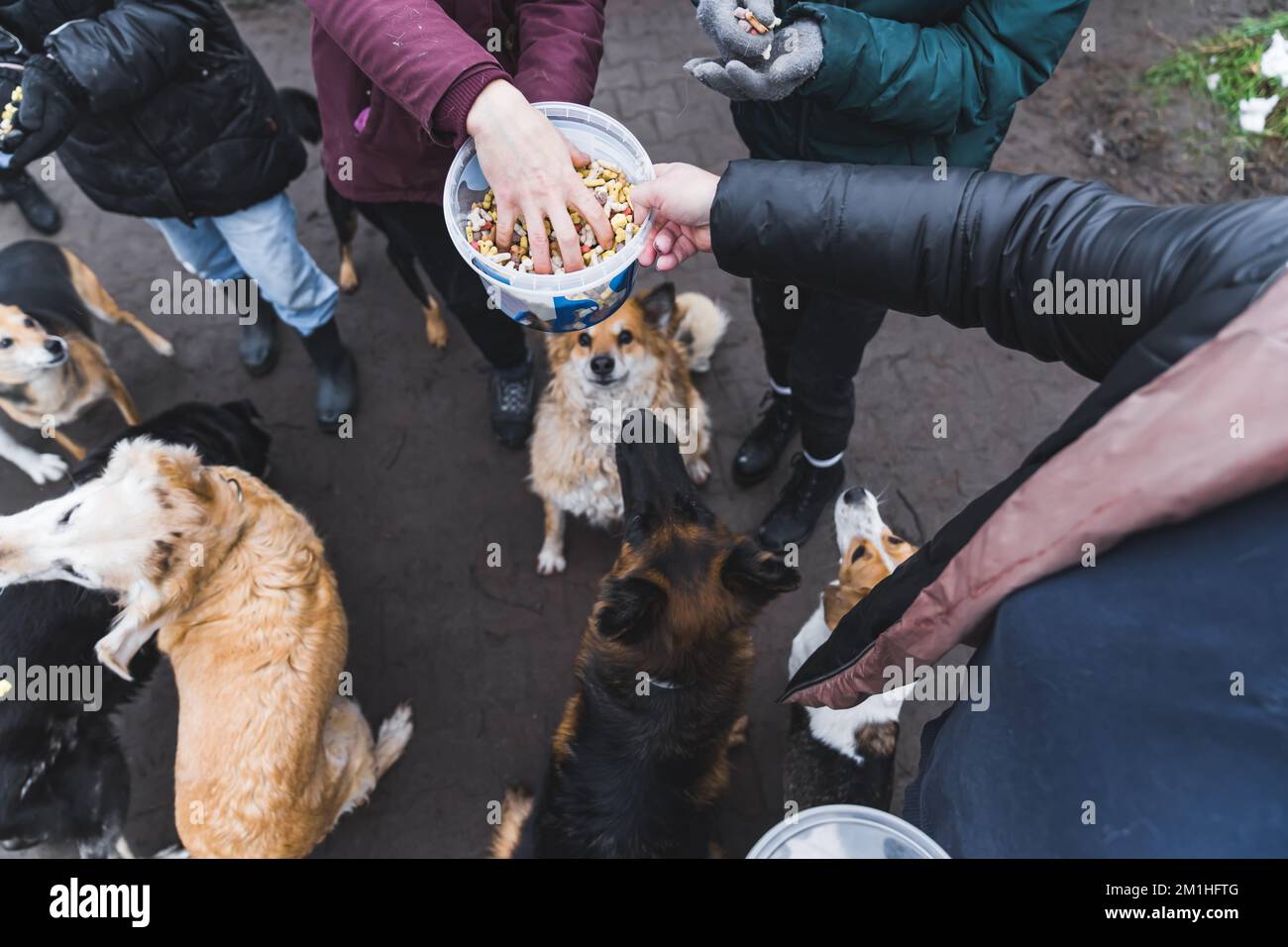 Shelter dogs wait for treats. Unrecognizable volunteers at private dog shelter share various dogs snacks to give to homeless dogs. Outdoor shot. High quality photo Stock Photo
