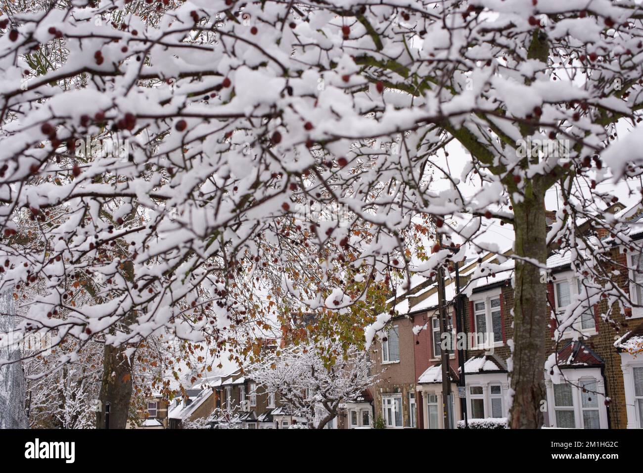 Winter in a London suburb: crab apple and London plane trees on Greening Street in Abbey Wood, southeast London Stock Photo