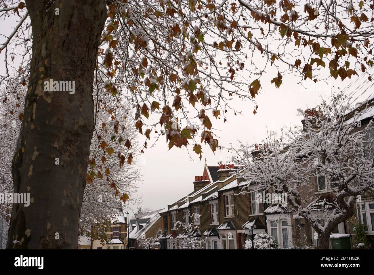 Winter in a London suburb: London plane trees on Greening Street in Abbey Wood, southeast London Stock Photo