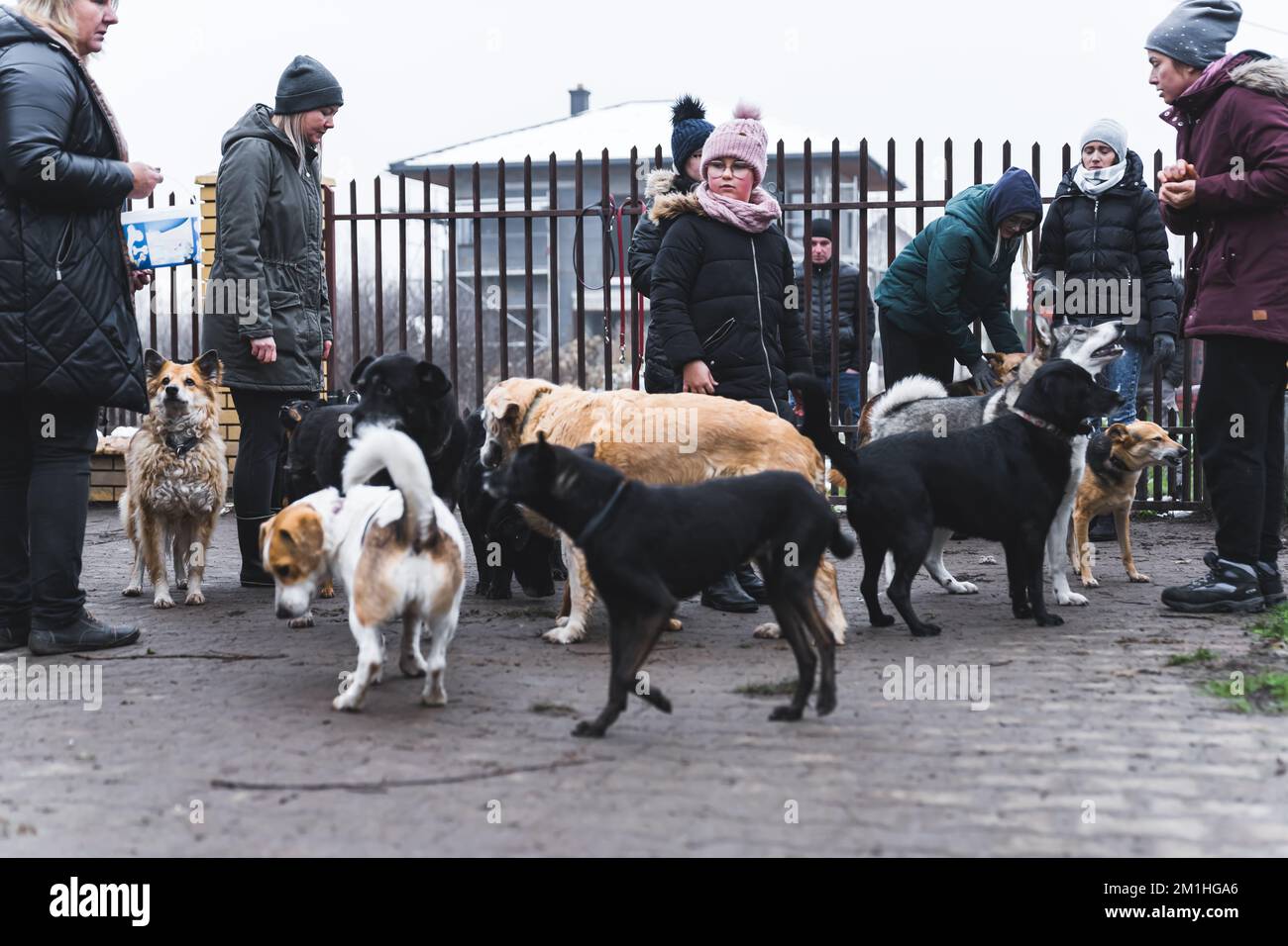 Volunteers at private dog shelters. Group of charity workers in warm clothes choses the dogs to walk outside the shelter. Charity work. High quality photo Stock Photo