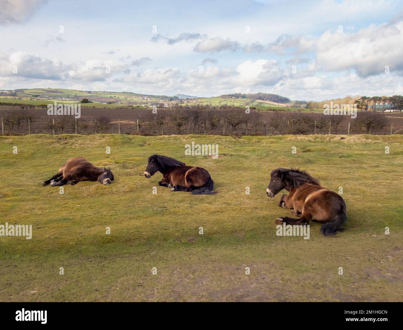 Exmoor ponies relaxing on short grass Stock Photo