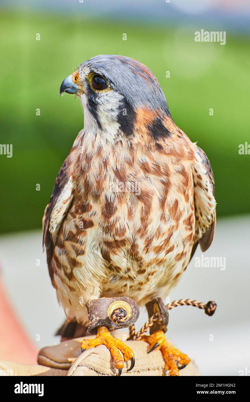 Tamed American Kestrel raptor on leather glove of trainer Stock Photo ...