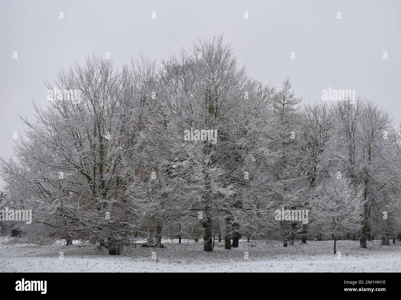Snowy trees in Milton Keynes in December 2020. Stock Photo