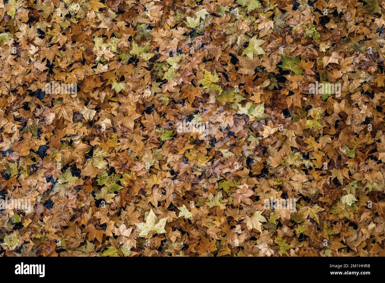 Carpet of leaves floating on the surface of the river water. Tones of autumn colours, variety of colours for seasonal backgrounds. Stock Photo