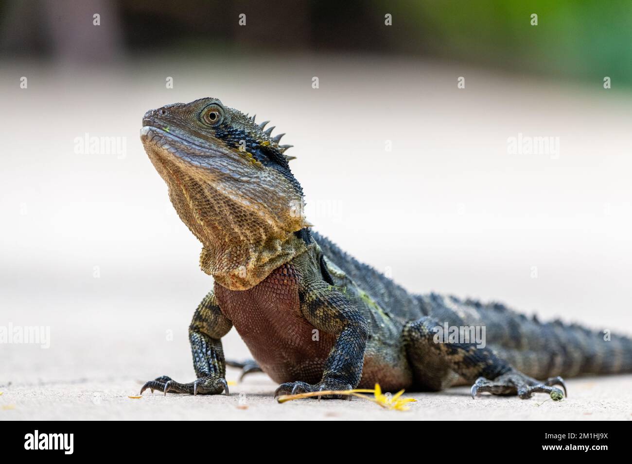 Native Eastern Water Dragon (Intellagama lesueurii) seen in Queensland