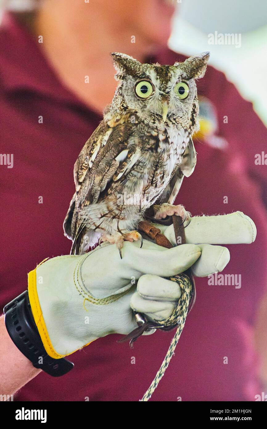 American Eastern Screech Owl raptor tamed and on leather glove of