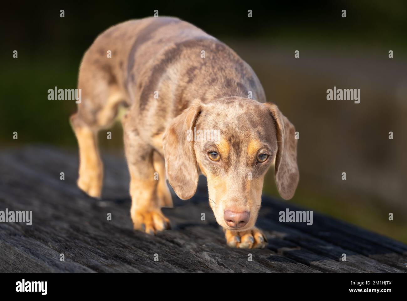 dachshund closeup portrait dog head bowed with attentive eyes Stock