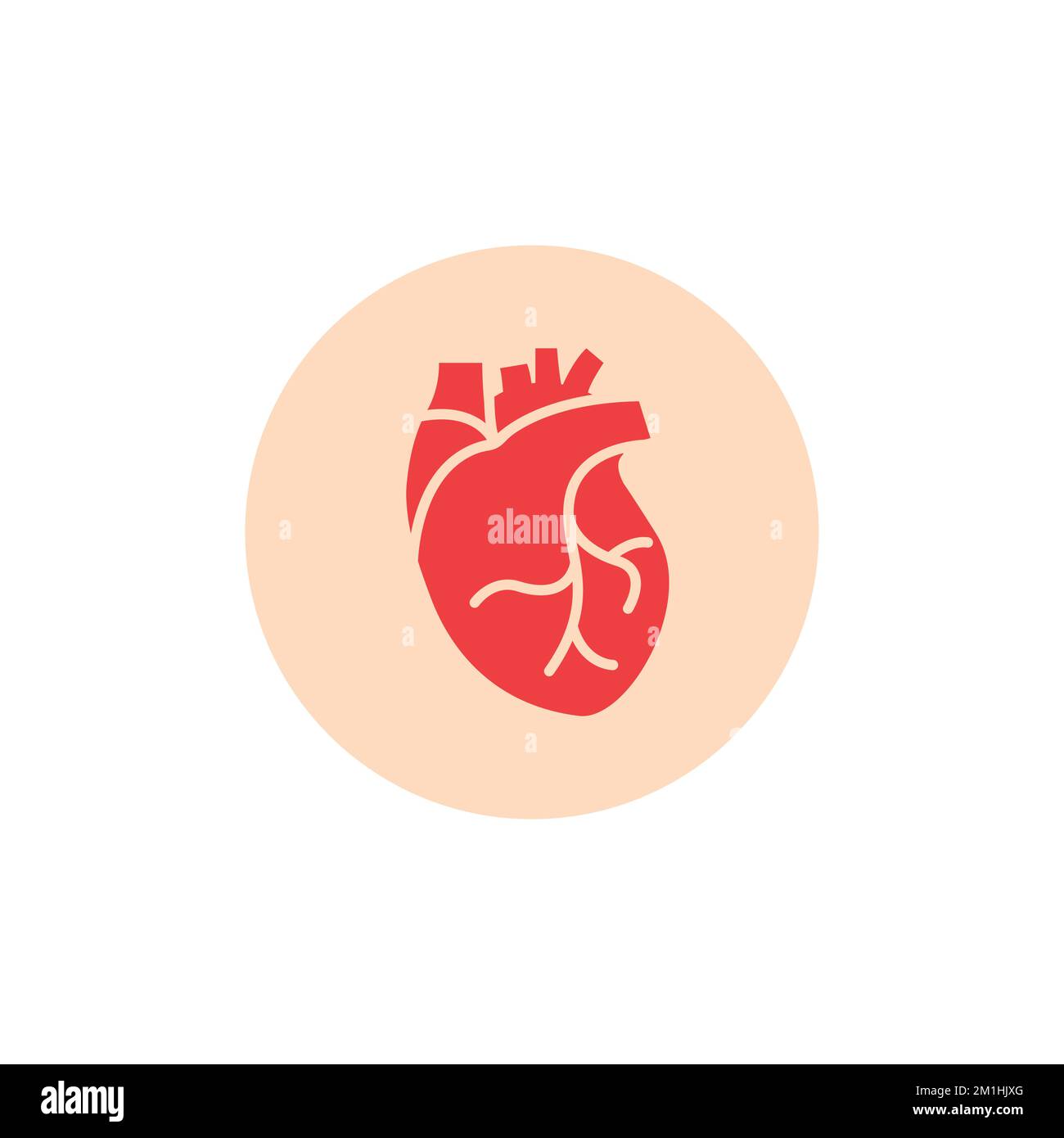 Human heart medical vector desease cardiovascular organ anatomy ...