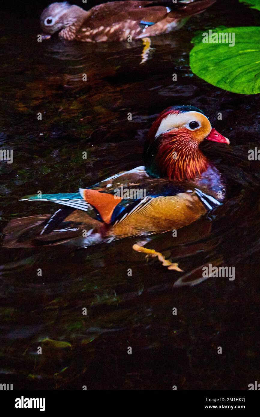 Vibrant and colorful Mandarin duck birds swimming in water with lily ...