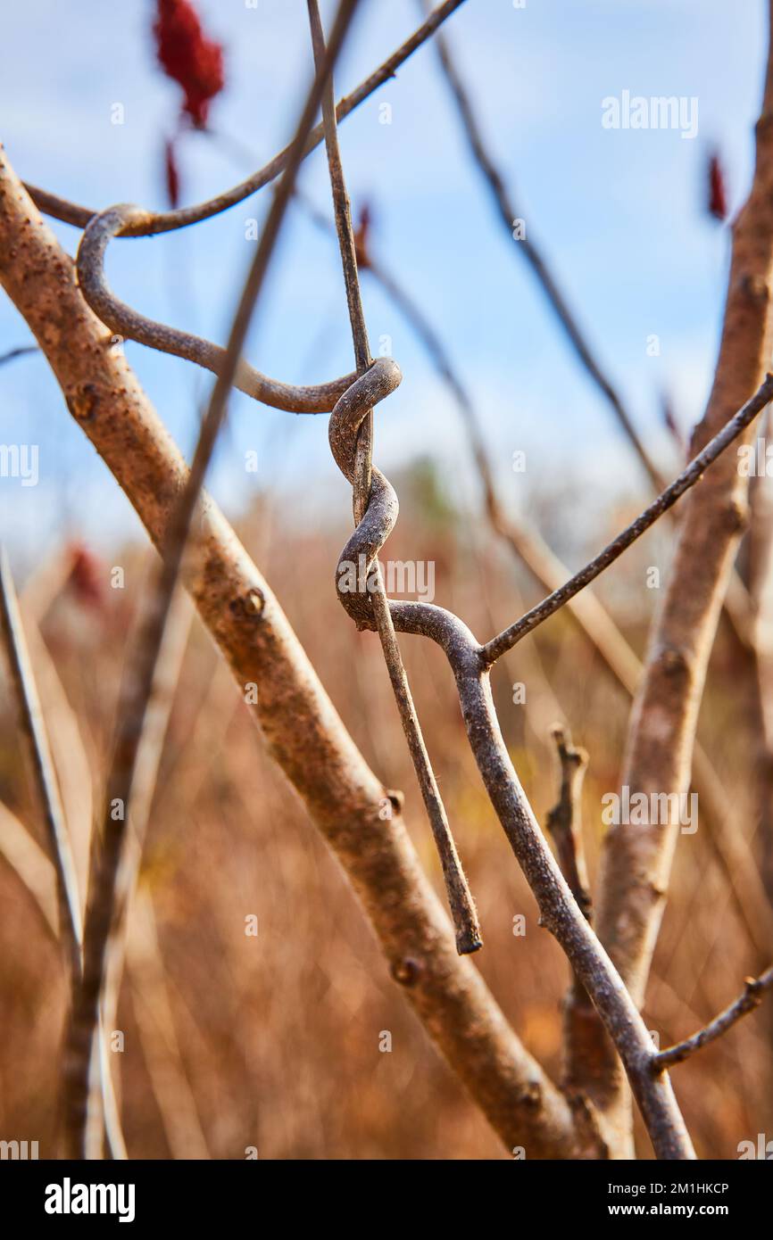 Detail of small tree branch growing twisted around another in forest Stock Photo