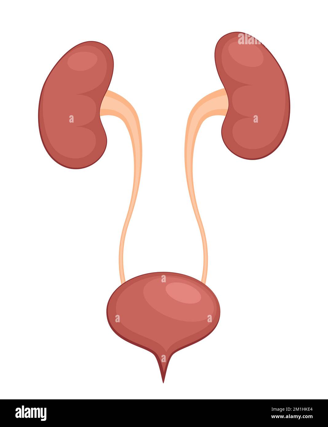 Urinary system anatomy. Incontinence biology infection uti, ureter