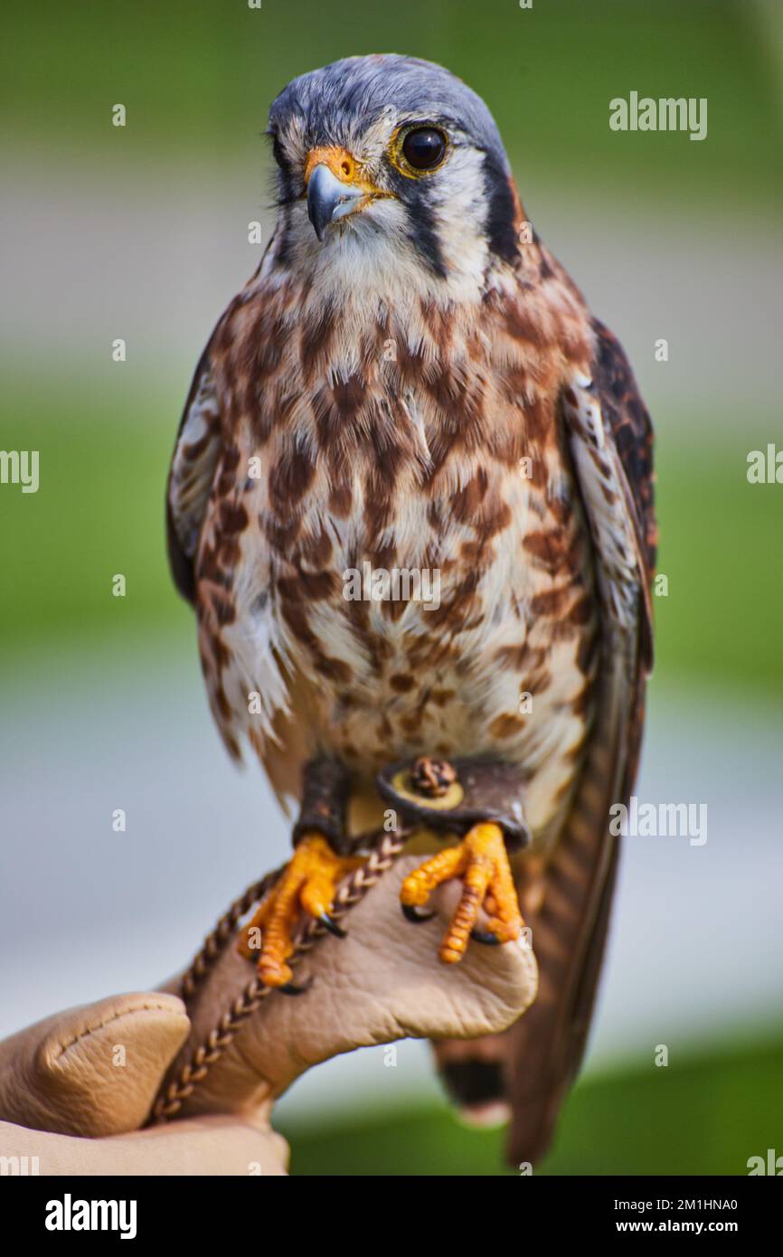Trainer holds American Kestrel raptor on glove with soft background ...