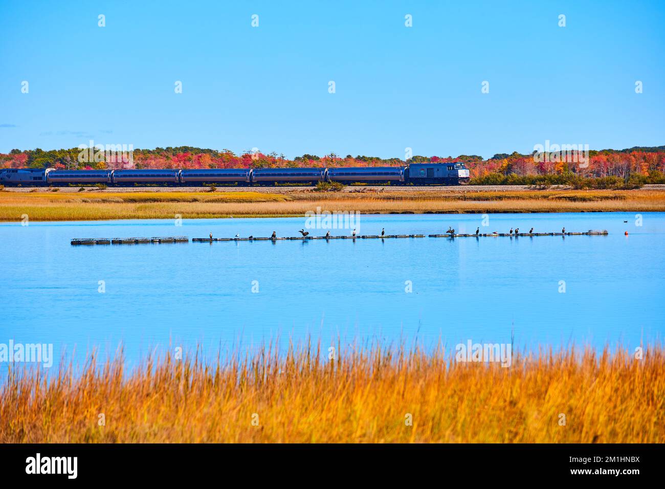 Amtrak train going through marshes in Maine with birds on floating sticks Stock Photo