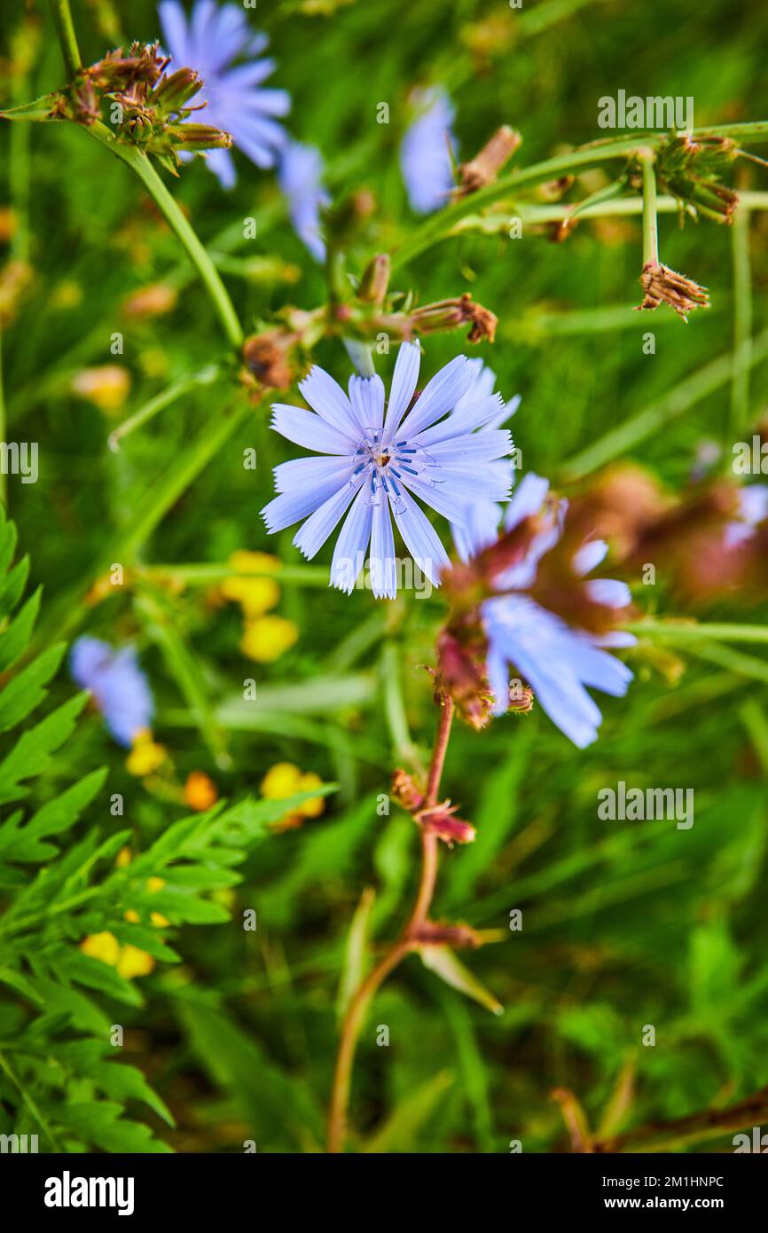 Beautiful purple field flowers in detail of greenery Stock Photo - Alamy