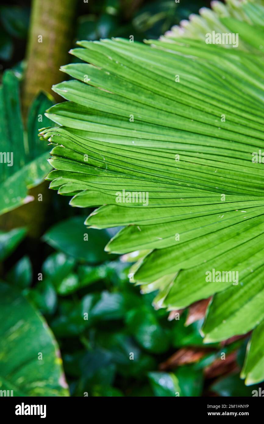 Fan shape leaves on rainforest plant in detail Stock Photo