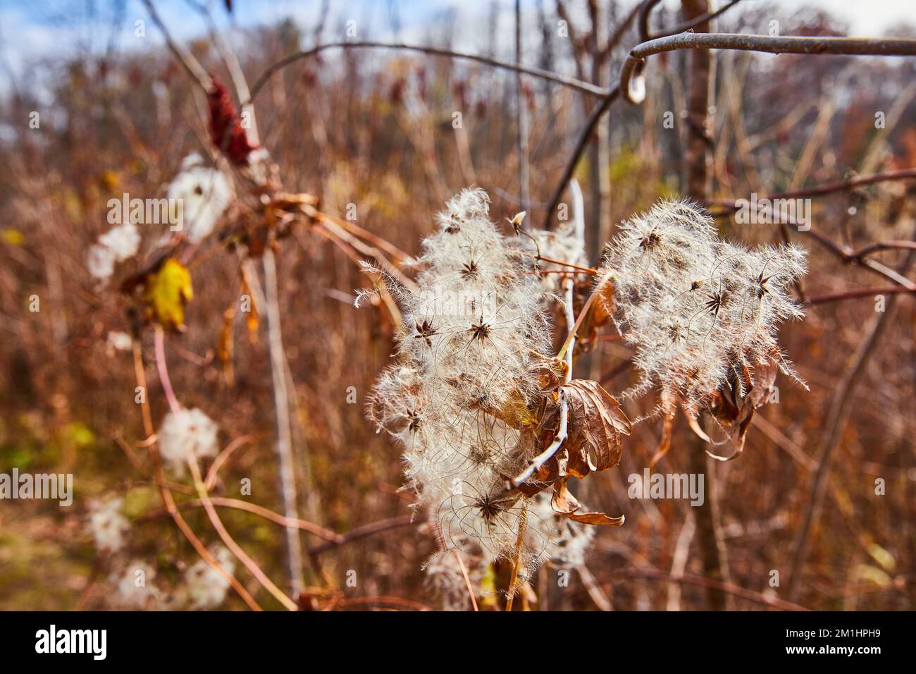 Late fall fields with opening milkweed cotton seed pods Stock Photo