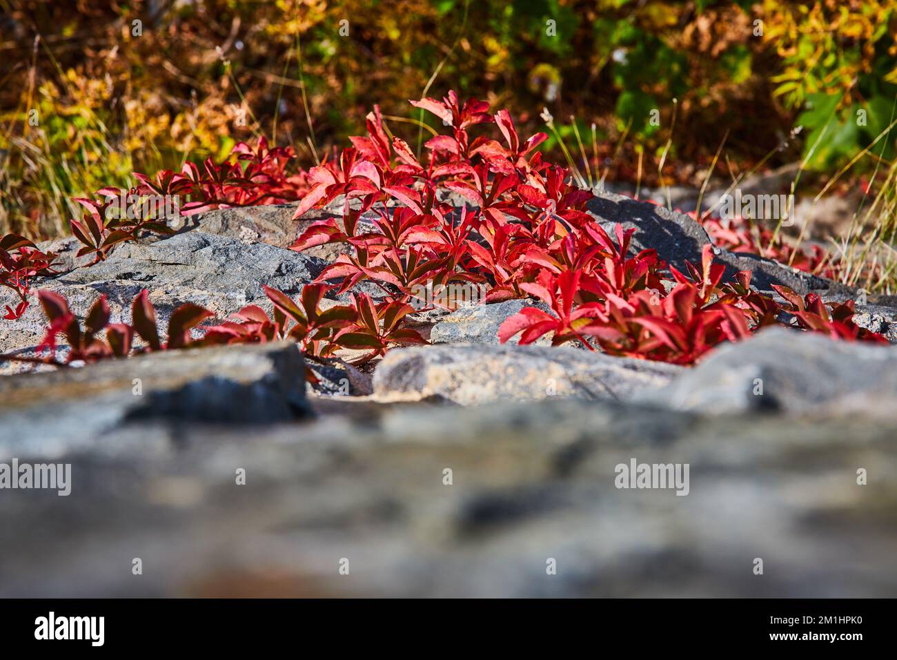 Looking down stone wall with red-leafed vines in fall growing up Stock Photo