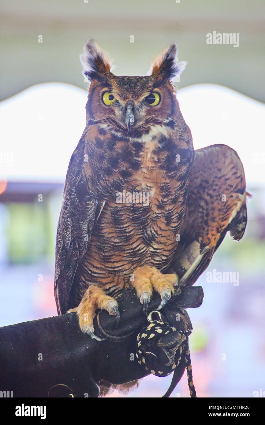 Tamed and injured great horned owl on glove of trainer Stock Photo Alamy