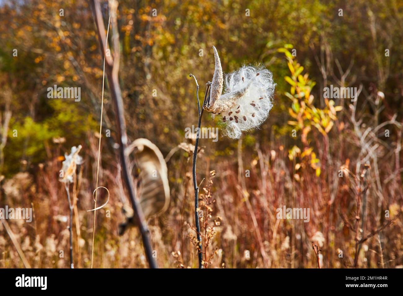 Fall fields with opening patches of milkweed cotton seed pod in focus Stock Photo