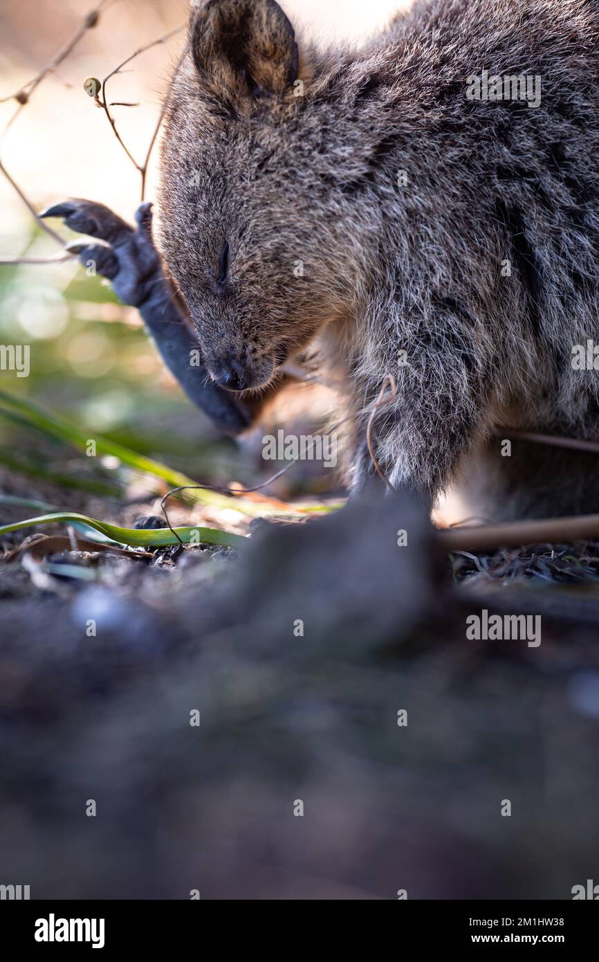 Closeup animal-portrait of a cute Quokka, a little kangaroo at Rottnest Island, Perth, Western Australia Stock Photo