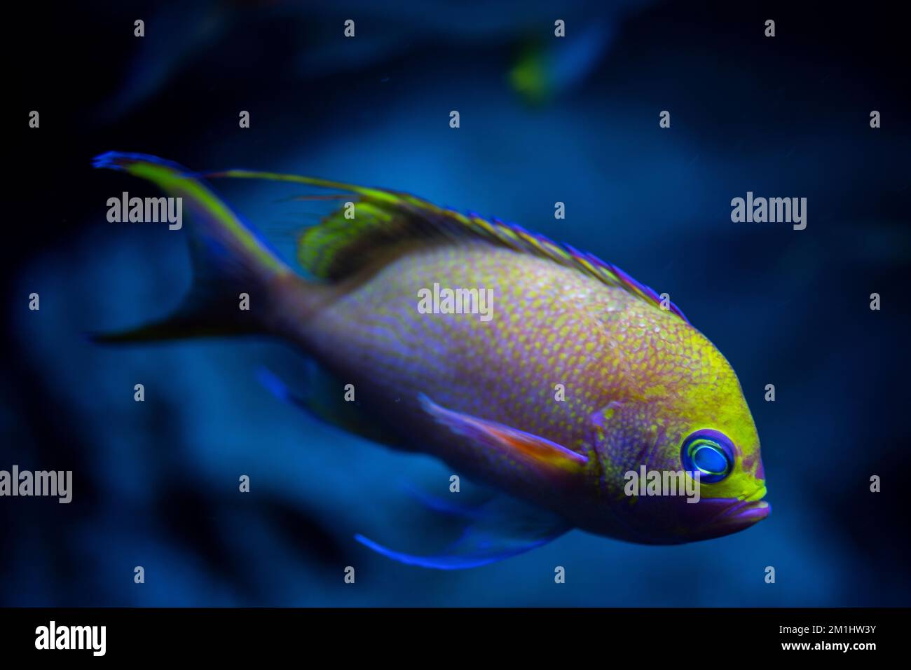 Thread-tail basslet    Pseudanthias rubrolineatus showing fluoresence under UV light Stock Photo