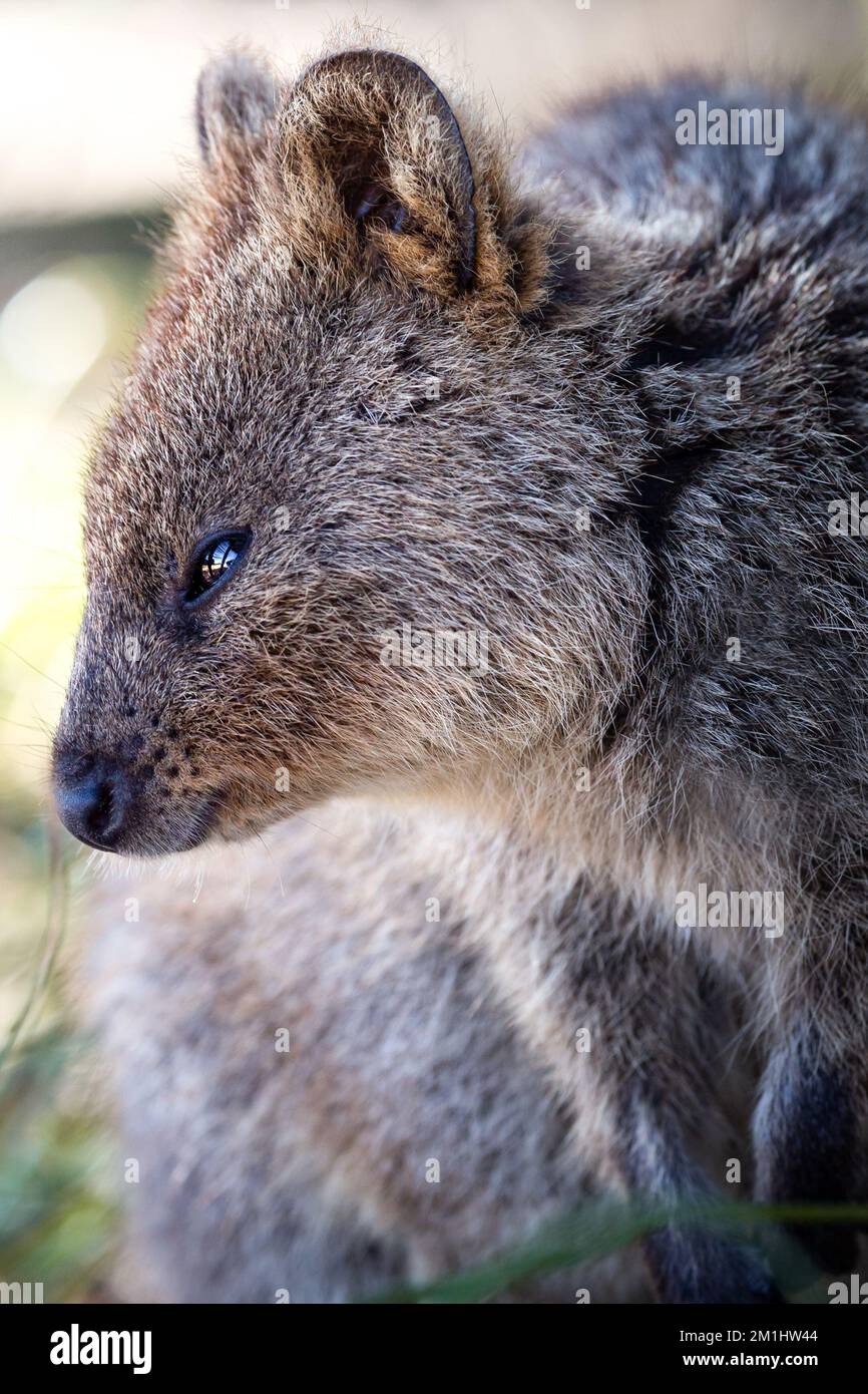 Closeup animal-portrait of a cute Quokka, a little kangaroo at Rottnest Island, Perth, Western Australia Stock Photo