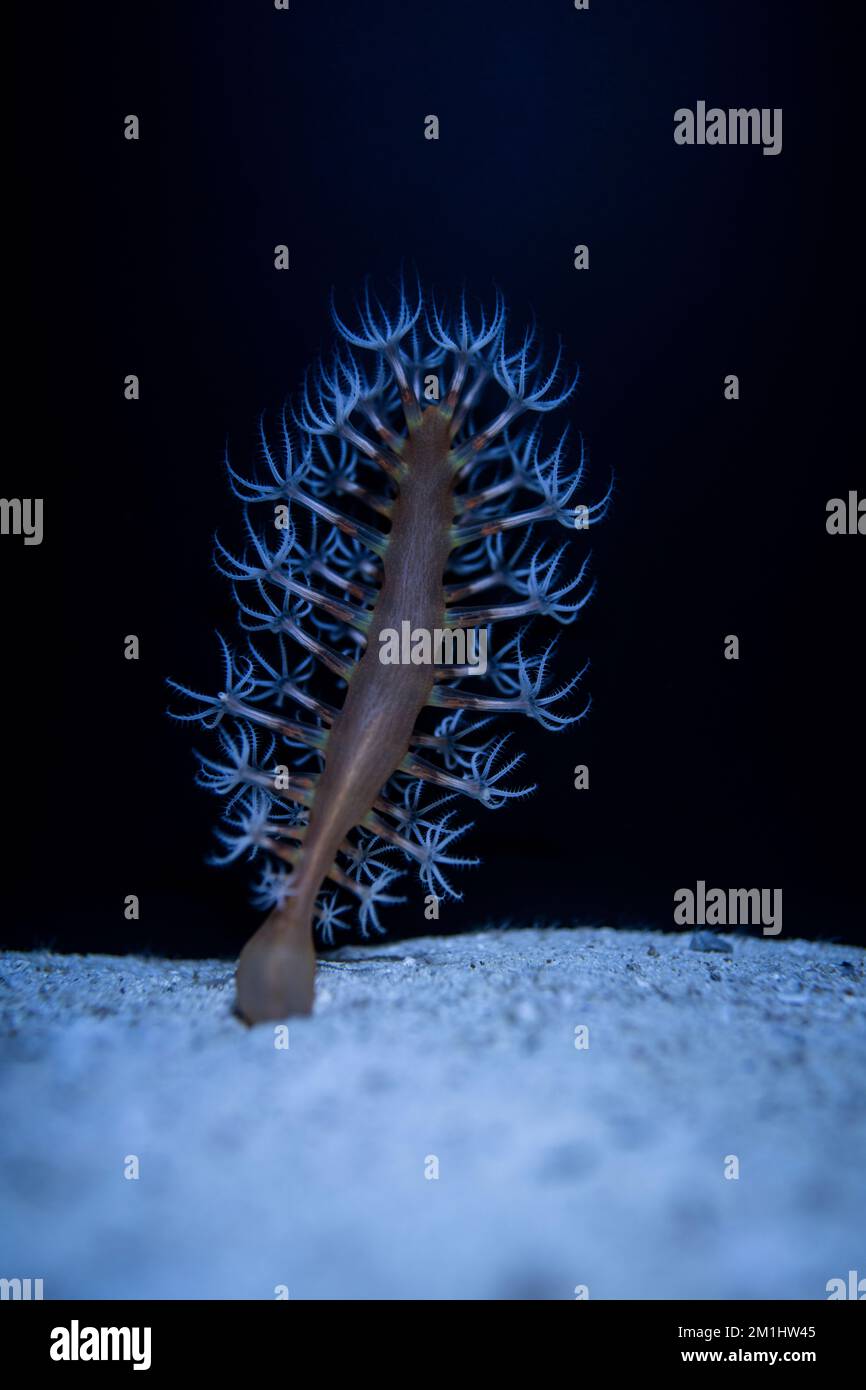 Species of Pennatulidae sea pen, an Octocorallia in the phylum Cnidaria. Stock Photo