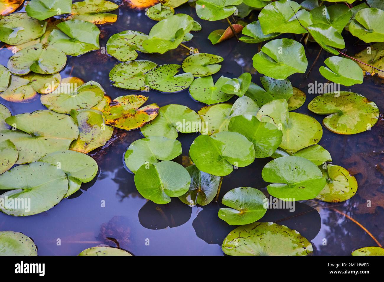 Pond covered in small green lily pads Stock Photo Alamy
