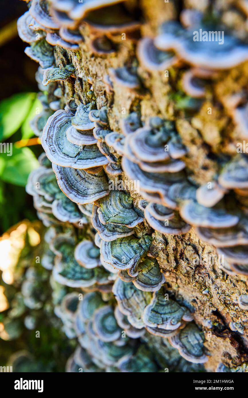 Detail of shelf mushroom fungi growing on log Stock Photo