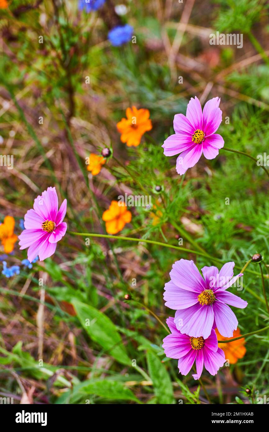 Group of wildflowers hi-res stock photography and images - Alamy