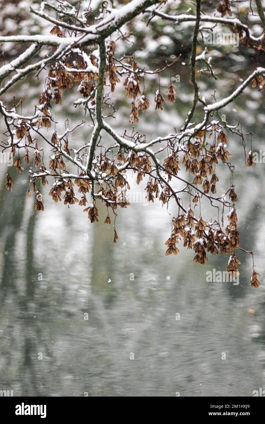 Pretty overhanging tree hi-res stock photography and images - Alamy