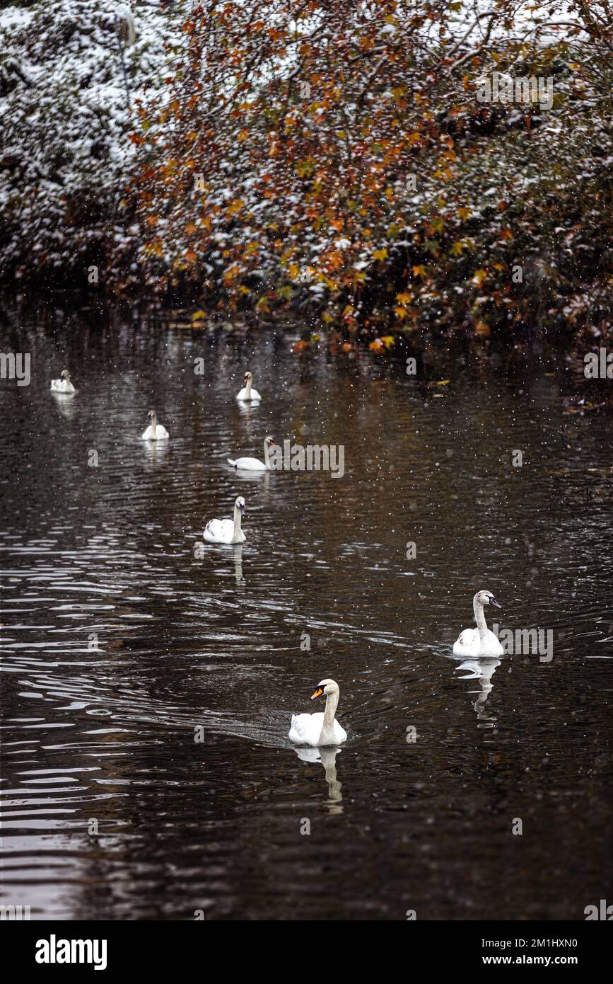 Seven swans a swimming hi-res stock photography and images - Alamy