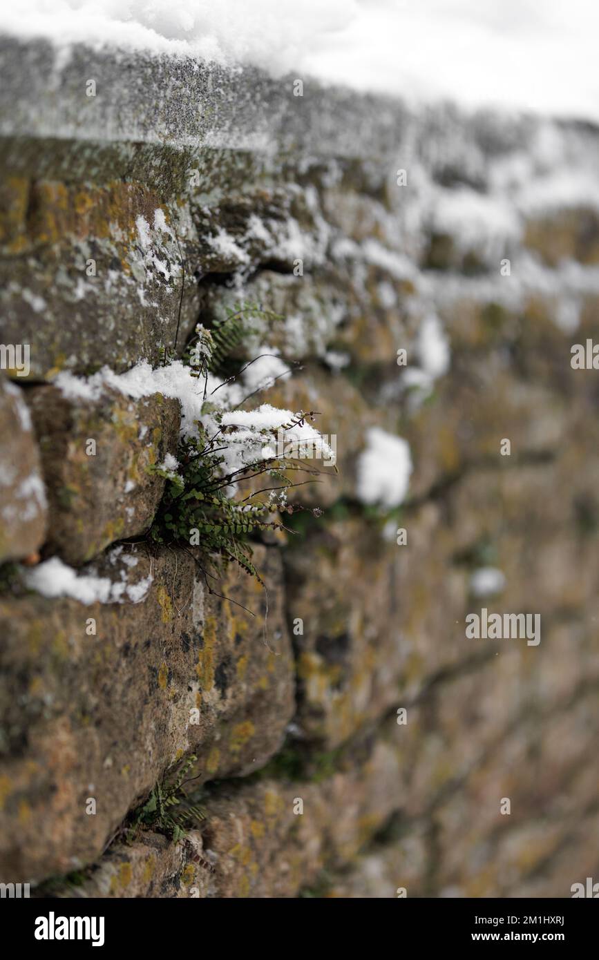 Close up of a tiny fern growing out of an old wall, Cotswold stone. The whole landscape is white and covered in snow Stock Photo