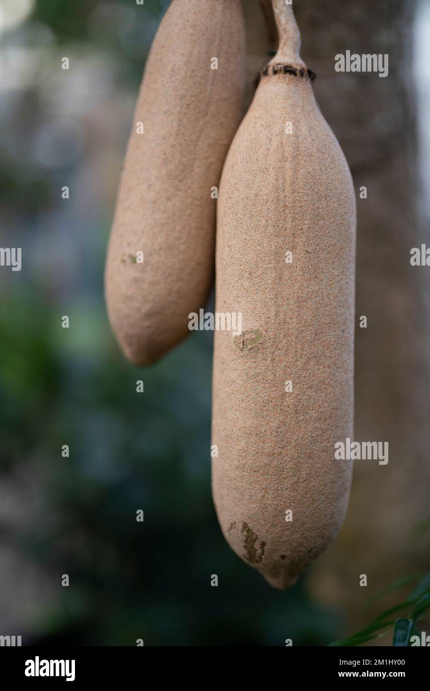Kigelia pinnata Kigelia africana- Sausage tree Stock Photo - Alamy