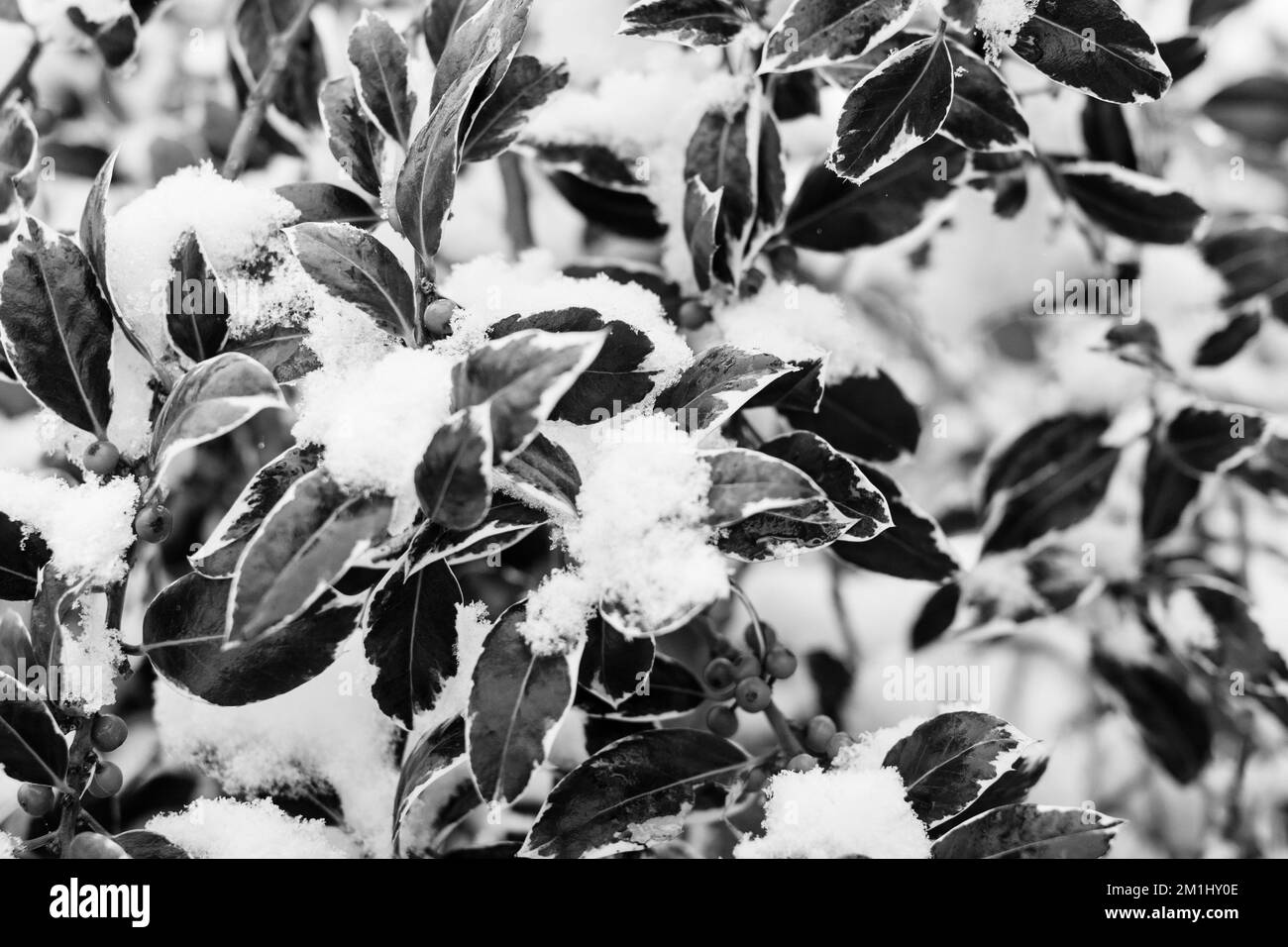 Black and white images of snow covered plants, trees and landscape Stock Photo