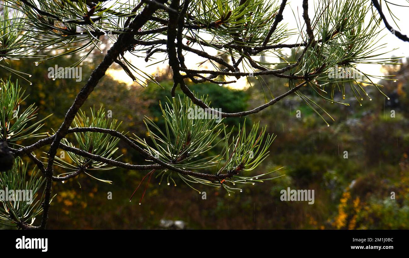 Drops on twigs and pine needles Stock Photo