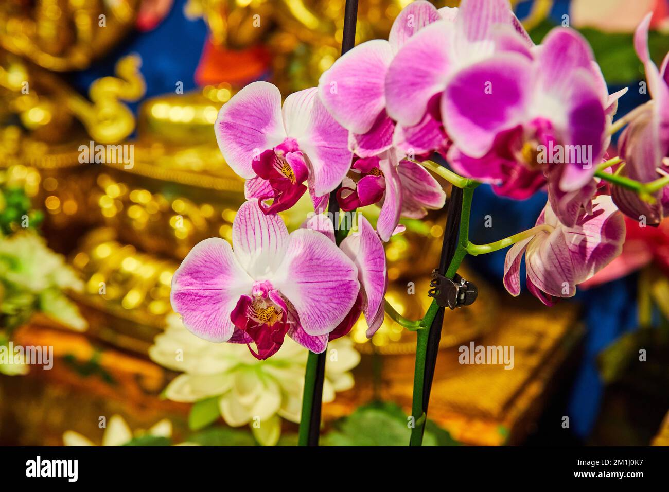 Beautiful pink orchids hi-res stock photography and images - Alamy